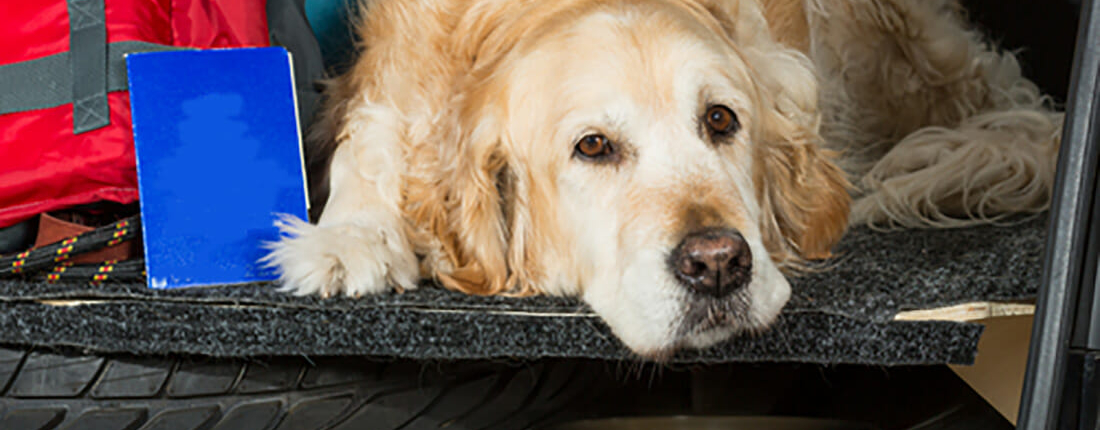 hund_i_bil Hund liggande i bil